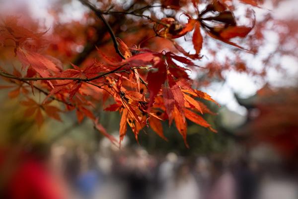 天平山红叶最美观赏点在哪