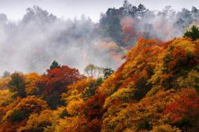 郴州賞桂花的地方在哪