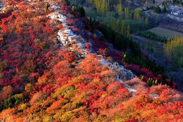 淄博哪里有紅葉景點