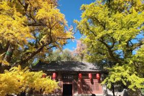 太原銀杏樹風景在哪看