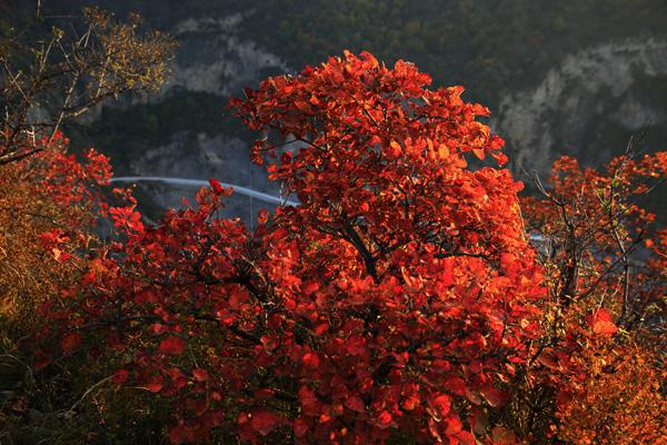 邢臺哪里看紅葉