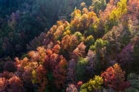 韶關(guān)看紅葉旅游景點有哪些