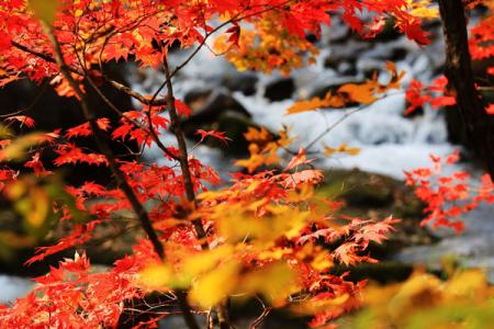 岳麓山最佳赏枫时间及地点