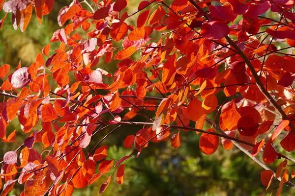 唐山哪里看紅葉最好