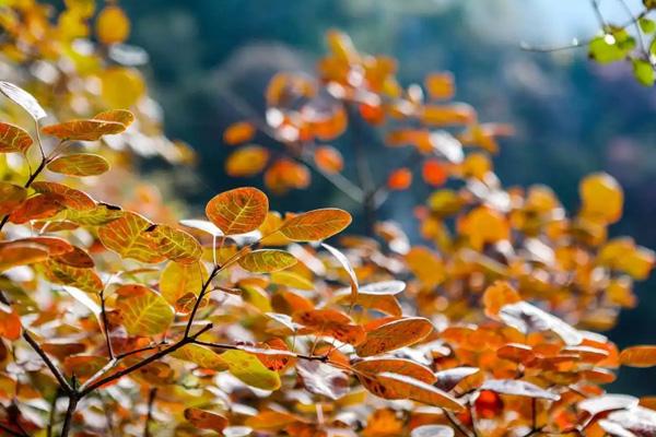 淄川區(qū)看紅葉的地方