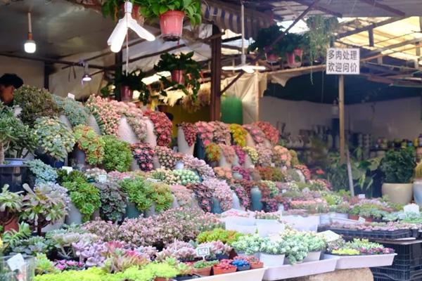 贵阳的花鸟市场在哪里