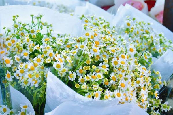 貴陽的花鳥市場在哪里