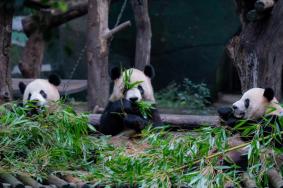 2024南京紅山森林動物園免費開放日