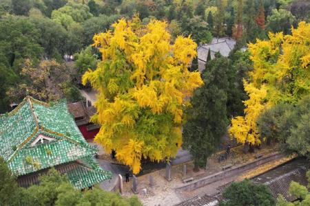 泉州市区哪里有银杏树