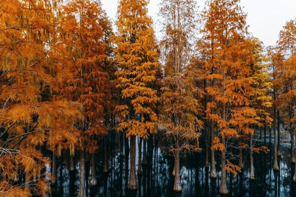 蘇州紅杉林景區在哪里