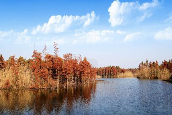 太倉賞水杉的地方