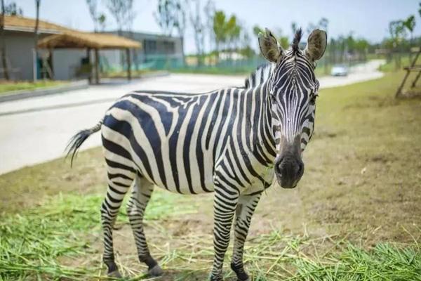 2024榆林野生動(dòng)物園門票優(yōu)惠政策