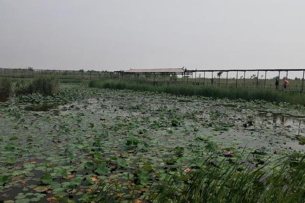 黃河濕地公園旅游攻略-門票價格-景點信息