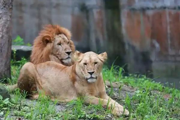 2025永鴻野生動物世界門票優惠政策