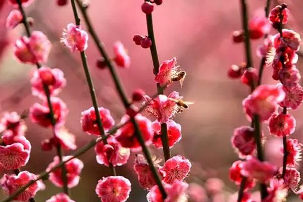 福州哪里可以看梅花