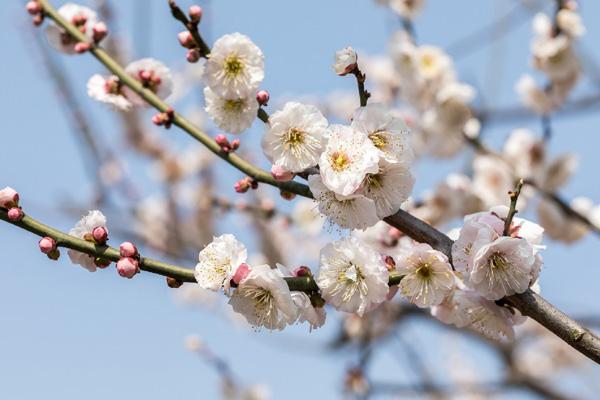 2025广州香雪公园梅花什么时候开花