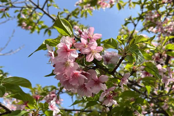 蘇州賞花大道在哪里