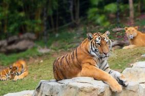 2025濮陽東北莊野生動物園門票多少一張