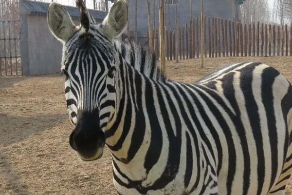 2025濮陽東北莊野生動物園門票多少一張