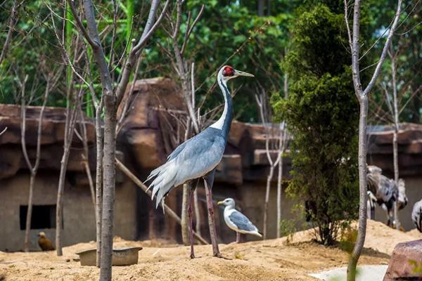 2025濮陽(yáng)東北莊野生動(dòng)物園門(mén)票優(yōu)惠政策