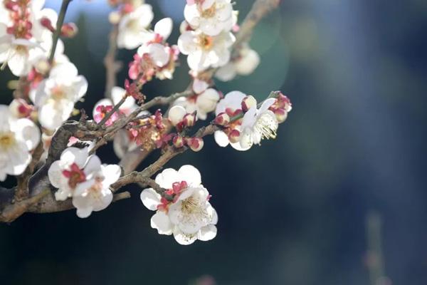 昆明哪里可以看梅花