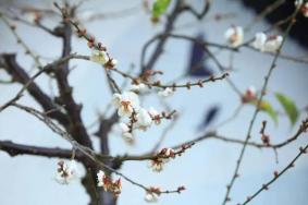 昆明哪些公園有梅花