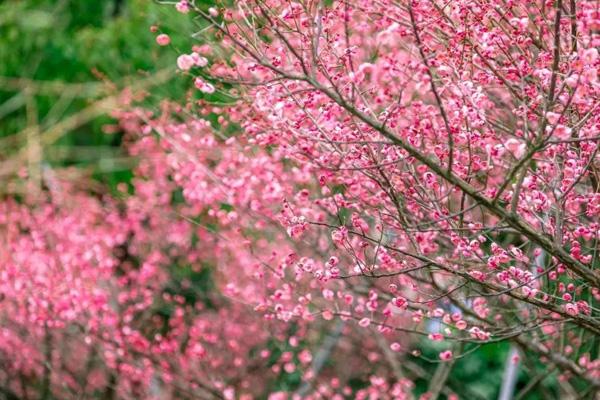 濟(jì)寧哪里看梅花