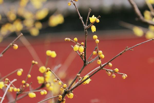 成都周邊看臘梅花的地方