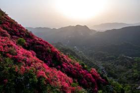 武漢木蘭云霧山杜鵑花幾月開最好