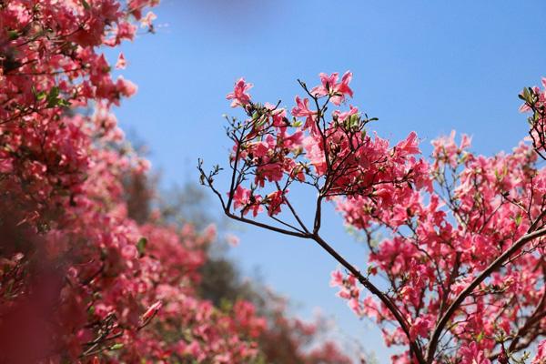 武漢木蘭云霧山杜鵑花幾月開最好