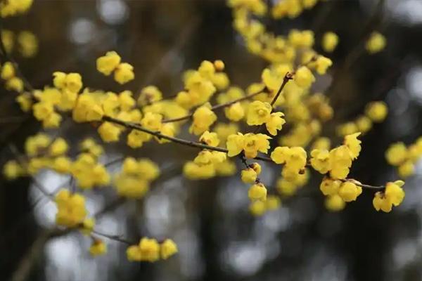 许昌哪里有腊梅花