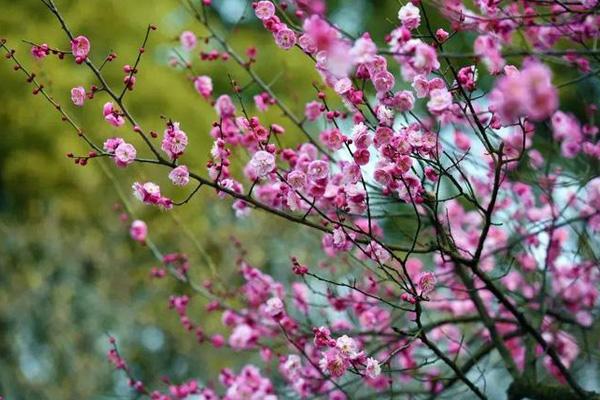 漳州梅花哪里可以看