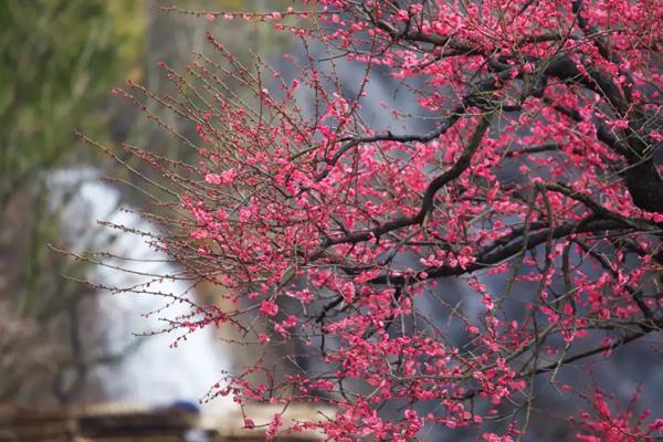 邵阳看梅花的地方