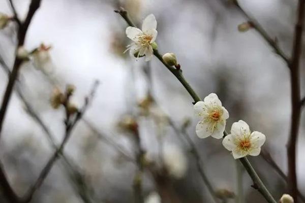 深圳哪有梅花看