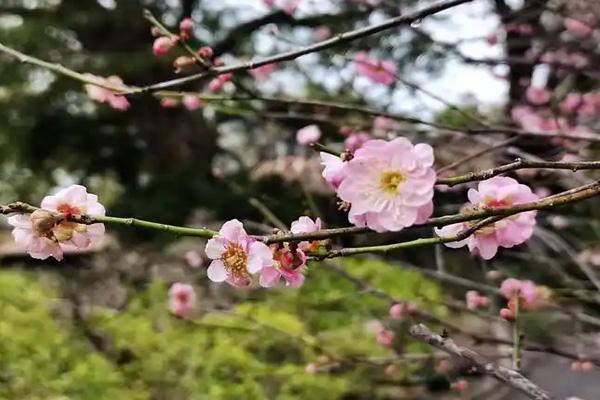 惠州哪里有梅花看