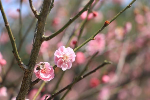 岳陽賞梅花的地方在哪