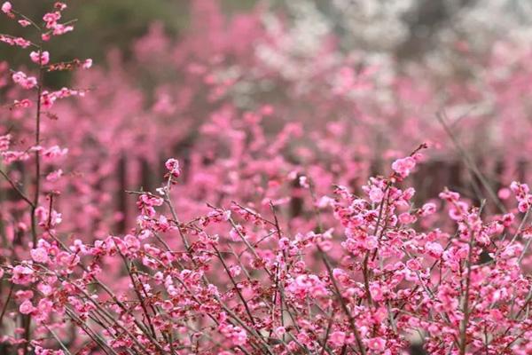 貴陽哪里可以看梅花