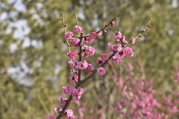 眉山賞梅花的地方