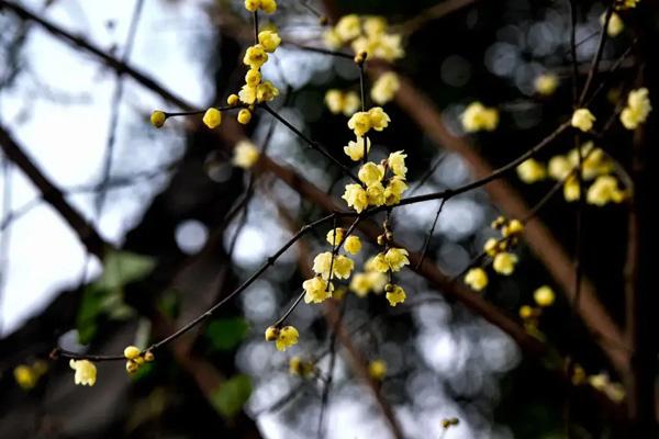 眉山赏梅花的地方