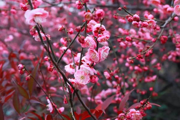 鹽城賞梅花的地方