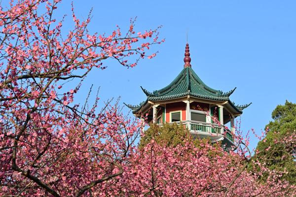 無錫看梅花的最佳時間和地點