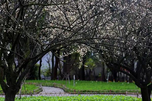 廈門哪里可以看梅花