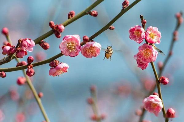 株洲看梅花的地方