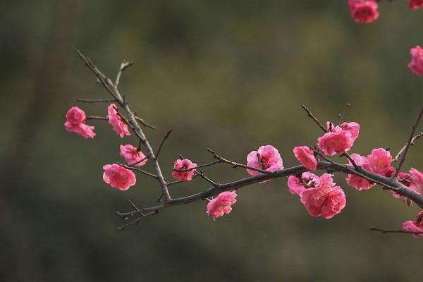 株洲看梅花的地方