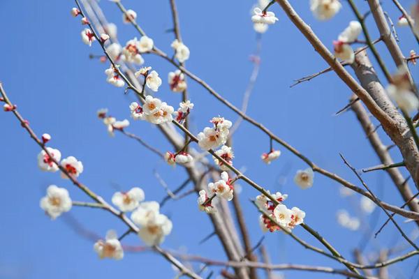 臺州哪里可以看梅花