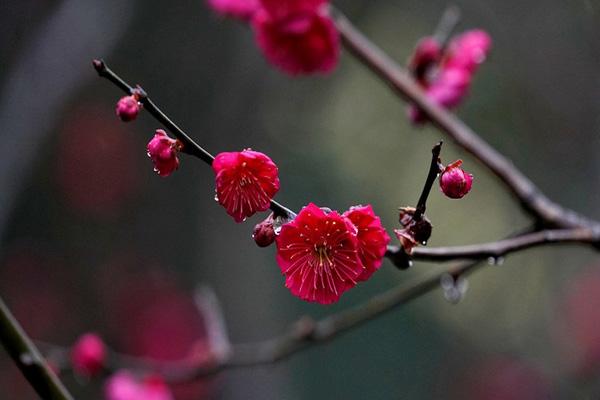 温州哪里可以看梅花