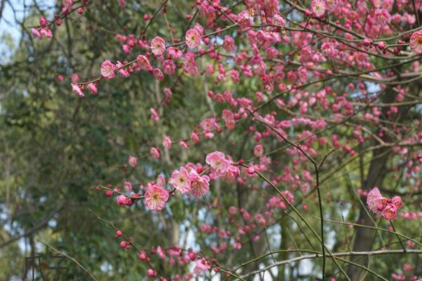 宁波看梅花哪里好