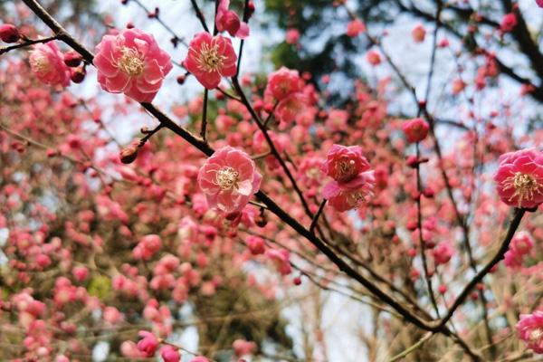 兰州哪里有梅花