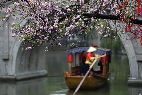 棗莊哪里可以看梅花