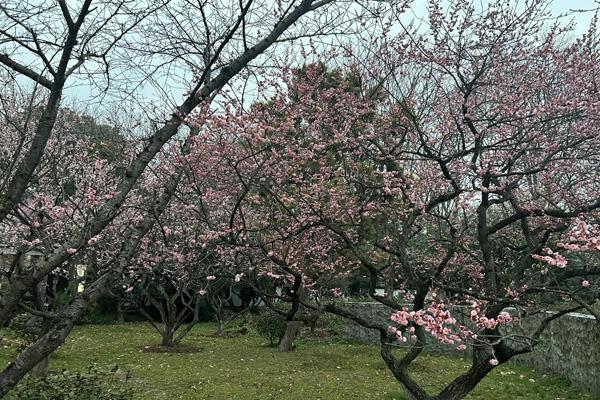 枣庄哪里可以看梅花